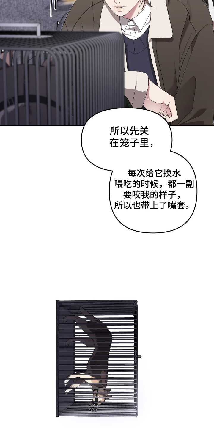 猛宠旧情漫画,第3章：狼崽2图