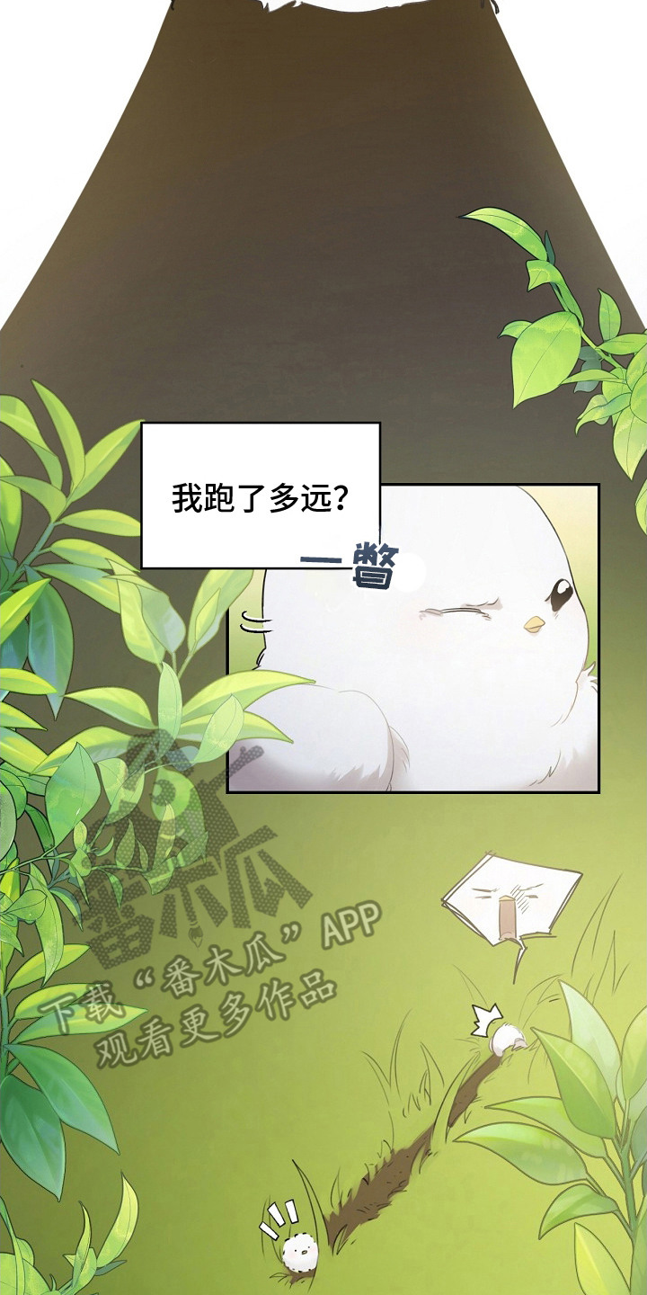 白鸟奇遇记漫画,第2章：白色小鸟4图