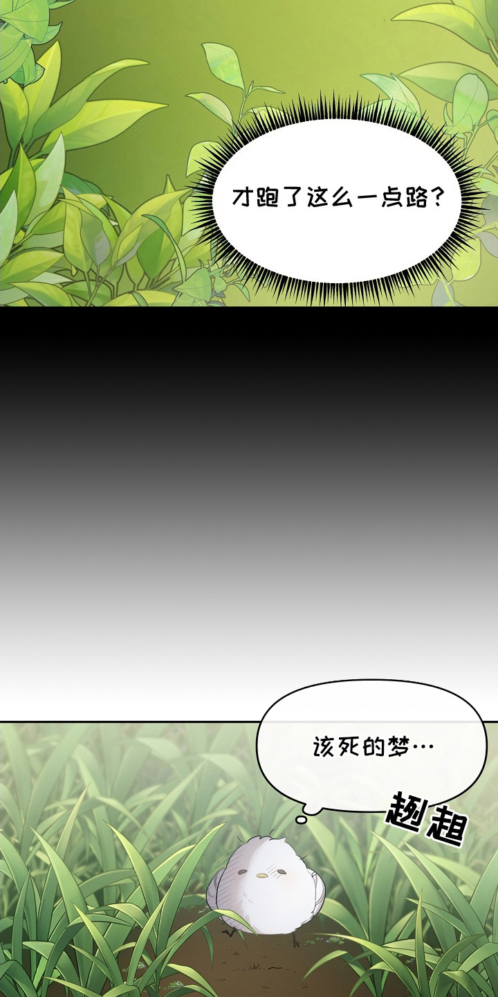 白鸟奇遇记漫画,第2章：白色小鸟5图
