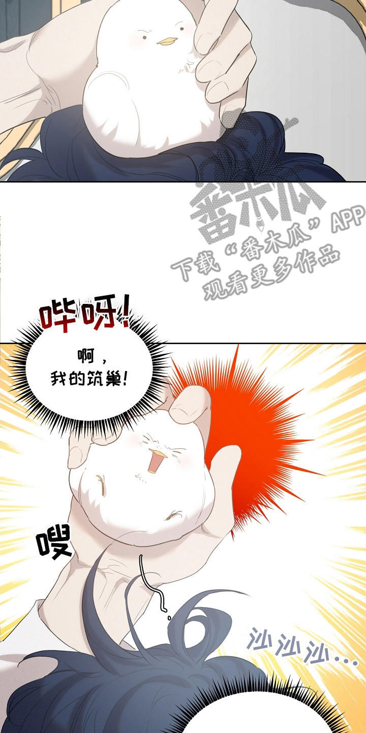 白鸟获取漫画,第20章：筑巢4图