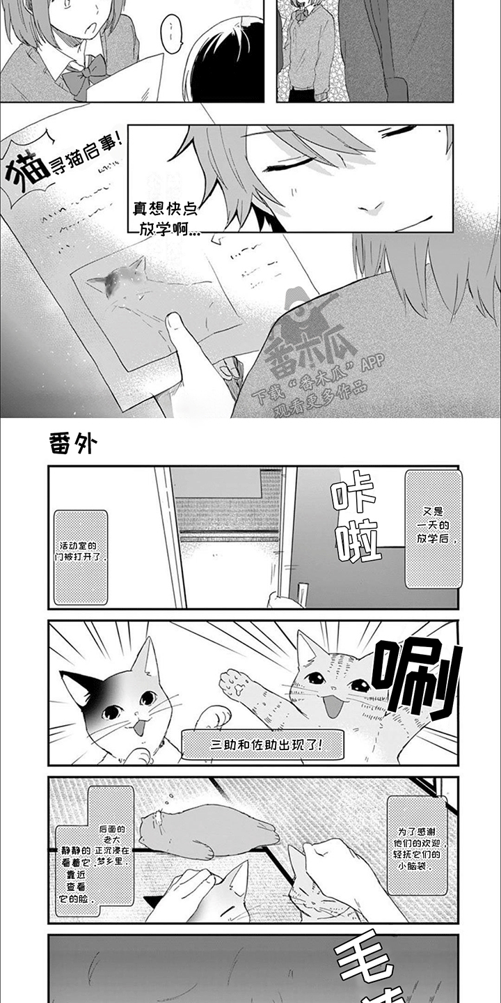 三花猫追梨花猫视频漫画,第19章：新的危机出现1图