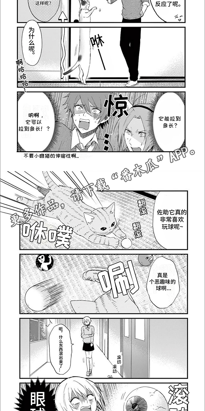 三花猫追梨花猫视频漫画,第18章：灵异事件1图