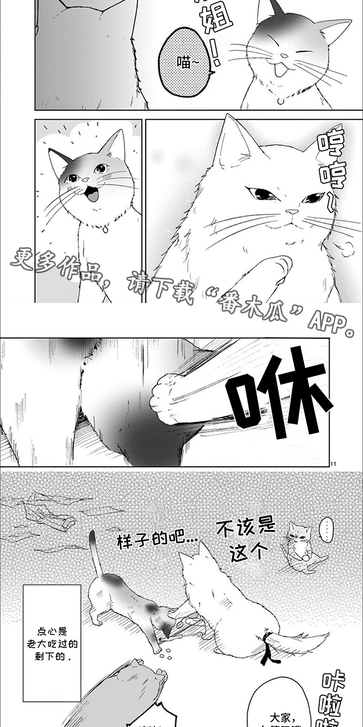三花猫猫部漫画,第9章：矛盾2图