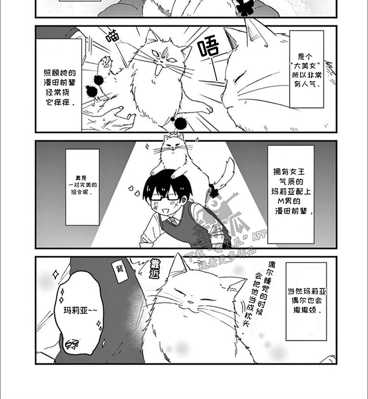 三花猫追梨花猫视频漫画,第1章：我们的猫猫部3图