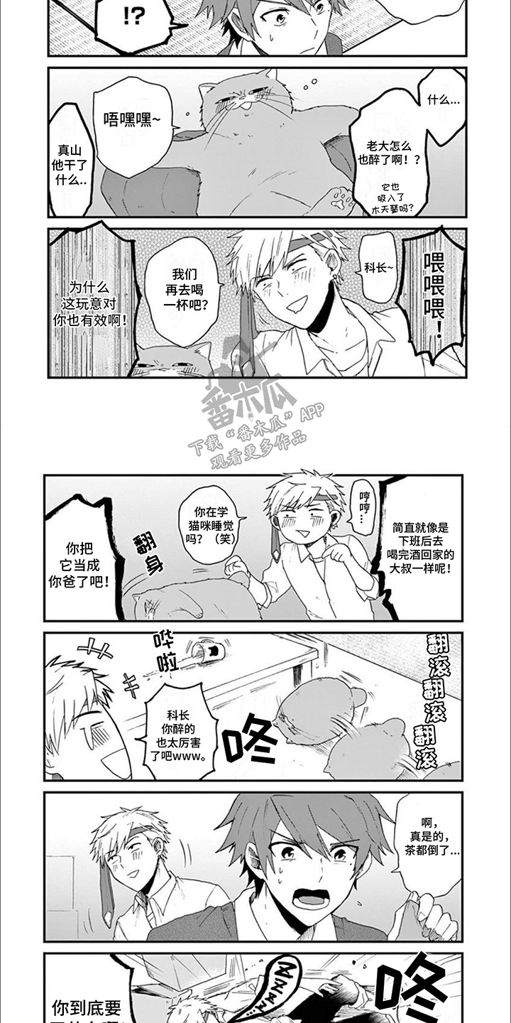 三花猫猫部漫画,第16章：木天蓼2图