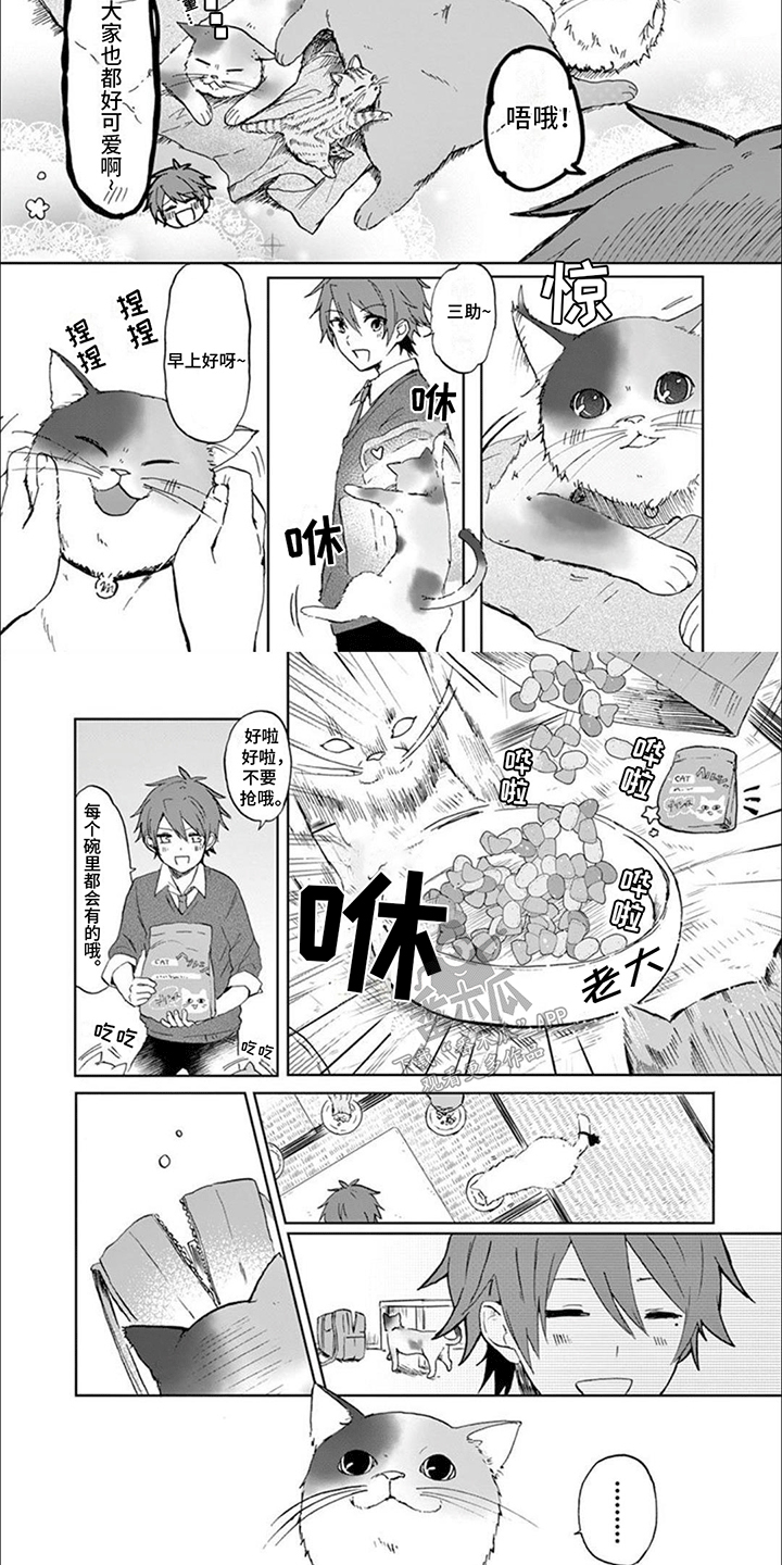 三花猫追梨花猫视频漫画,第3章：最美猫咪1图