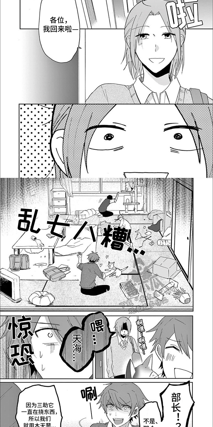 三花猫猫部漫画,第17章：猫猫社危机2图
