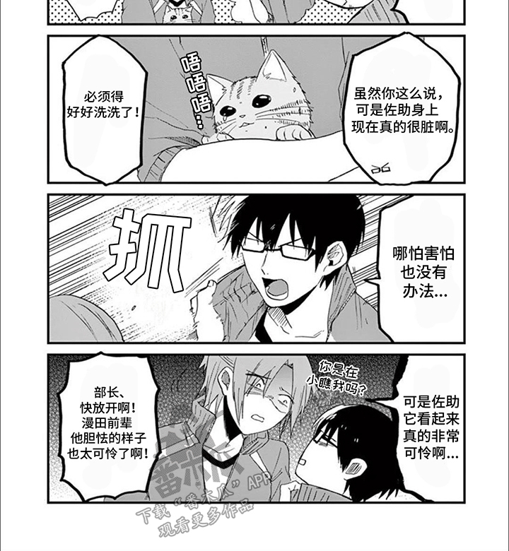 三花猫追梨花猫视频漫画,第12章：洗澡2图