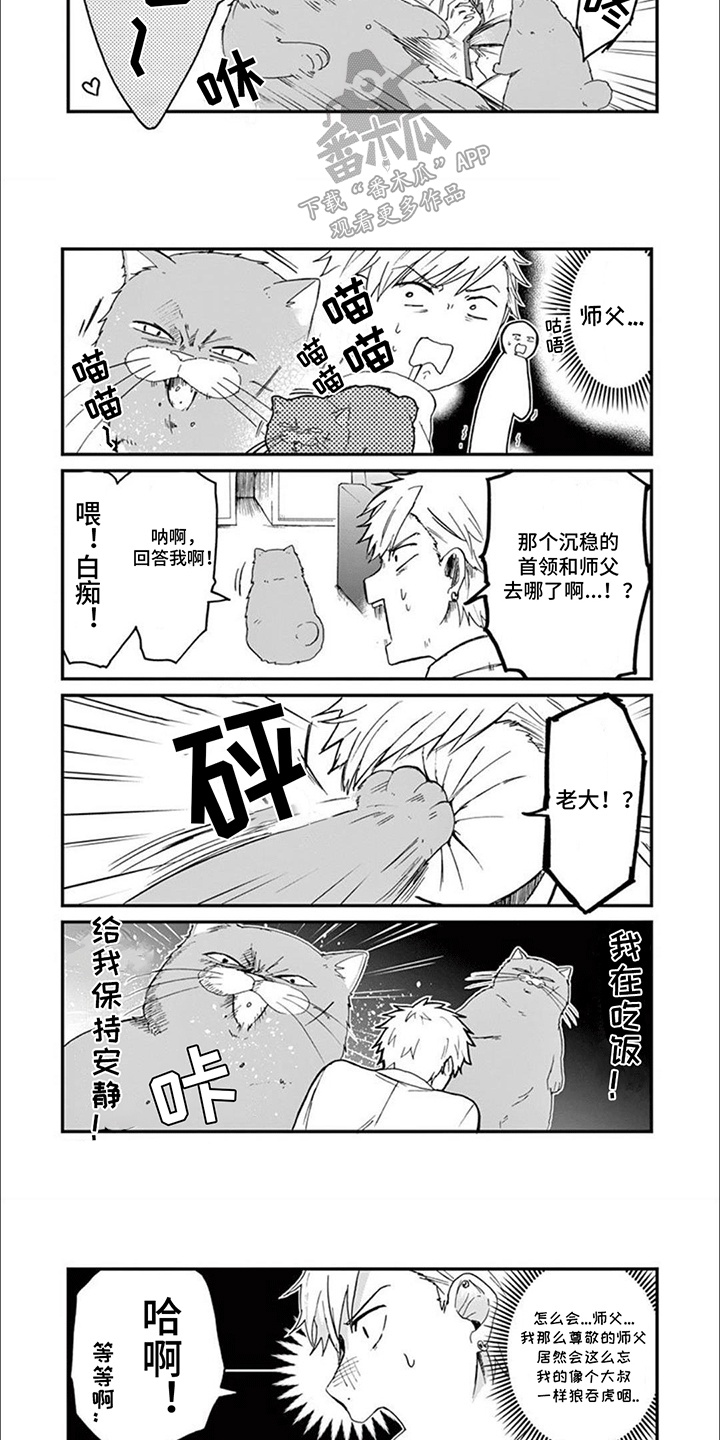 三花猫追梨花猫视频漫画,第10章：猫咪导师2图