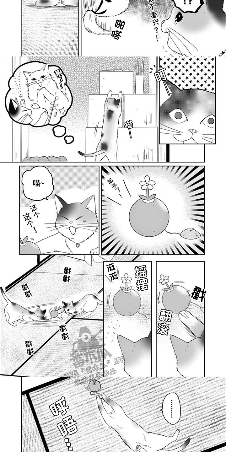 三花猫的祭司手册漫画,第8章：猫猫特工1图