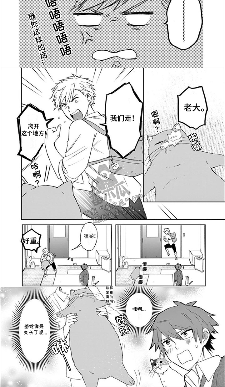 三花猫追梨花猫视频漫画,第9章：矛盾2图