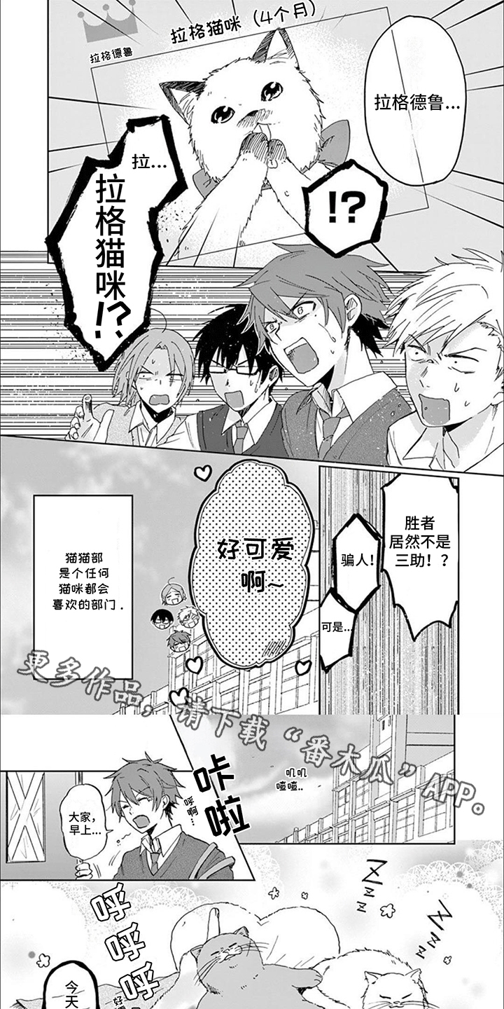 三花猫猫部漫画,第3章：最美猫咪5图