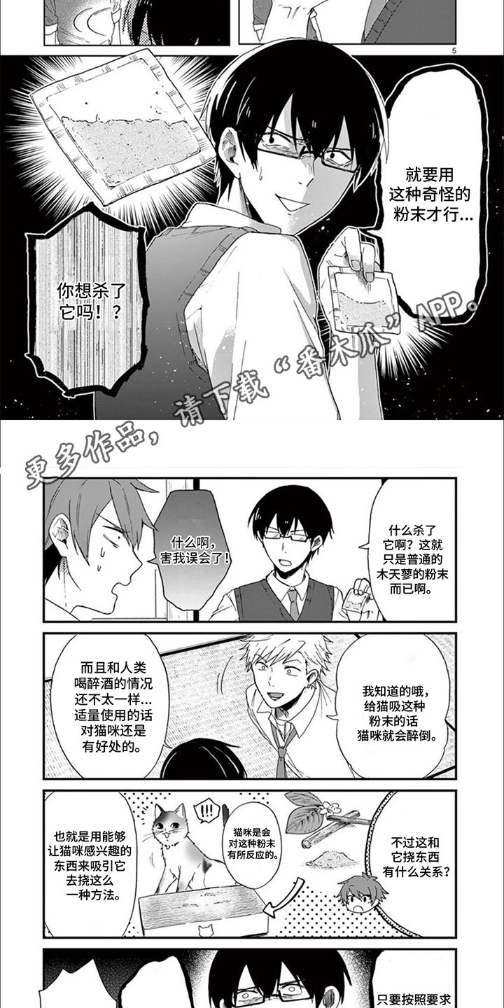 三花猫追梨花猫视频漫画,第15章：捣乱1图