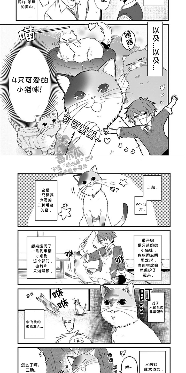 三花猫追梨花猫视频漫画,第1章：我们的猫猫部1图
