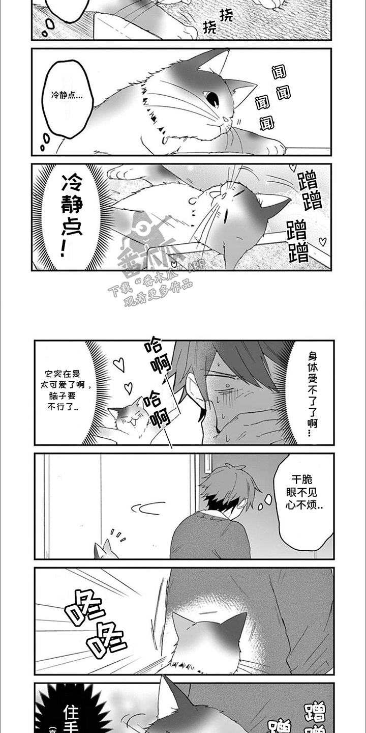 三花猫追梨花猫视频漫画,第16章：木天蓼1图