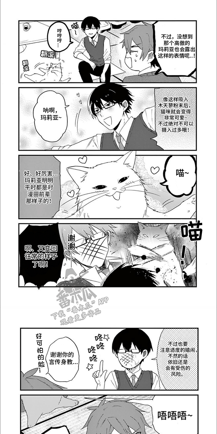 三花猫猫部漫画,第16章：木天蓼1图