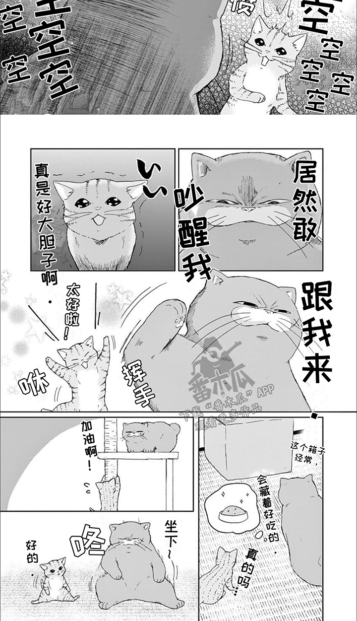 三花猫猫部漫画,第14章：老大带娃3图