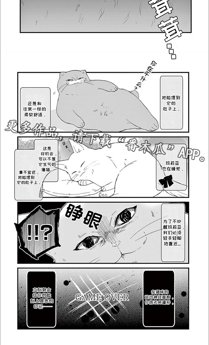 三花猫追梨花猫视频漫画,第19章：新的危机出现2图