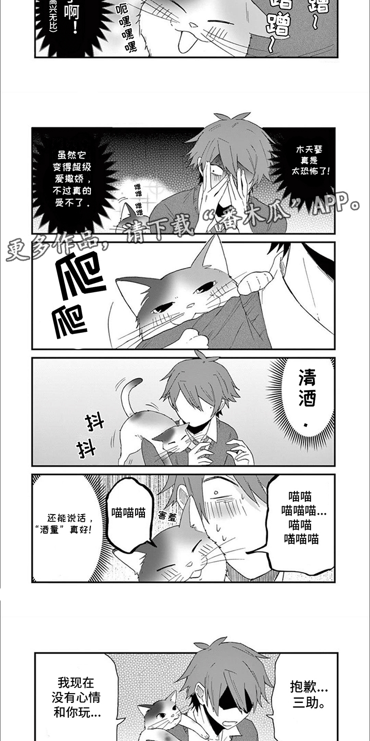三花猫追梨花猫视频漫画,第16章：木天蓼2图