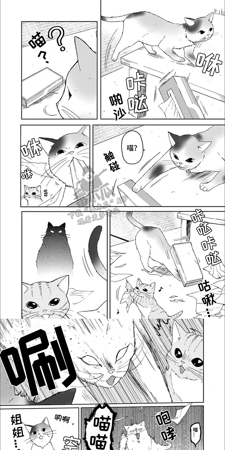 三花猫猫部漫画,第8章：猫猫特工4图