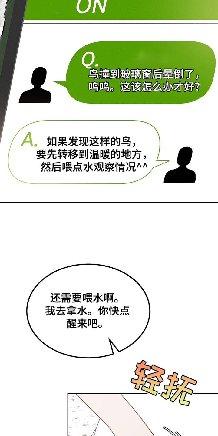 白鸟获取漫画,第59章：受伤的小鸟1图