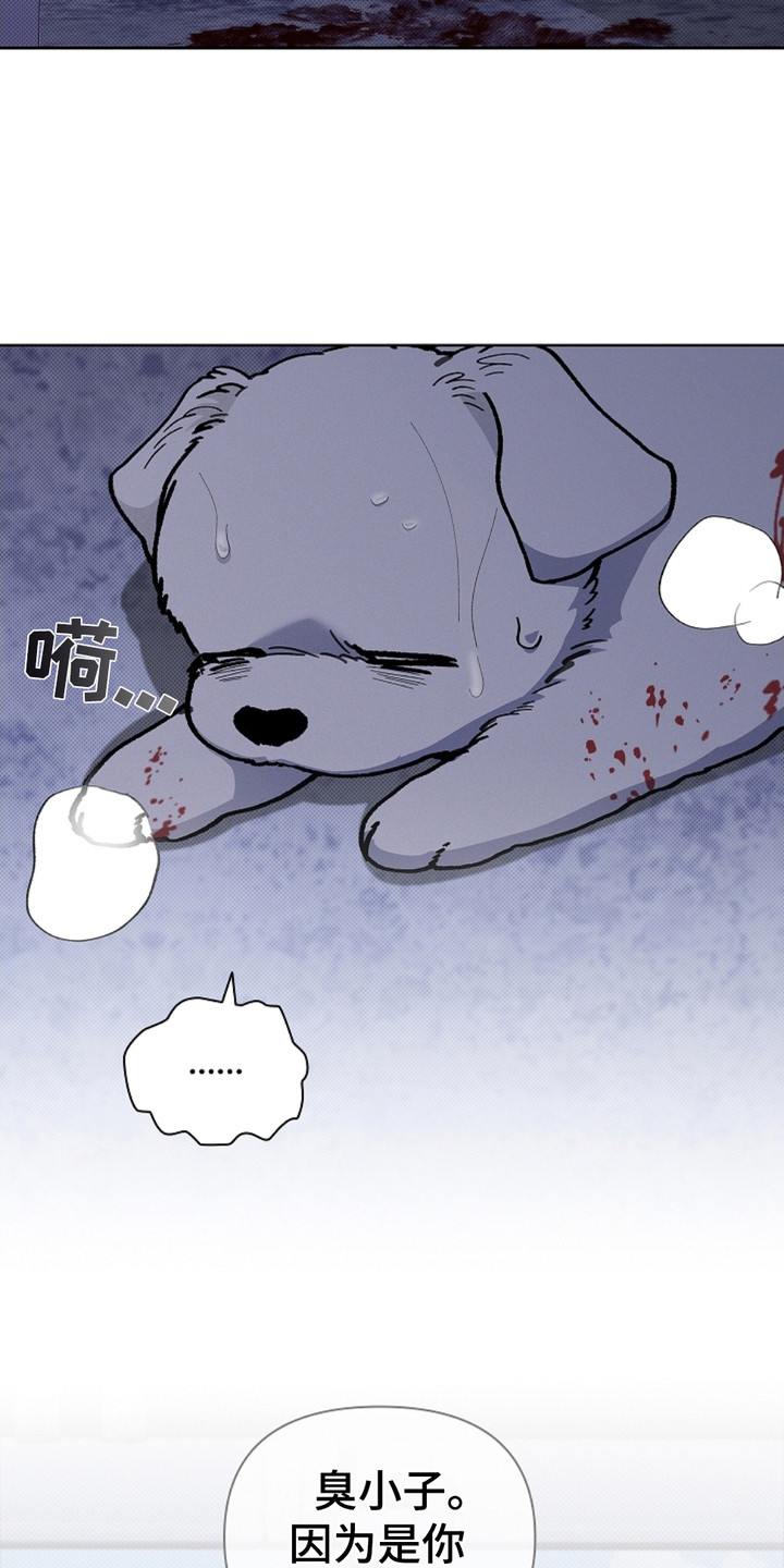 《小白狗奇遇记》剧情漫画,第9章：奄奄一息5图