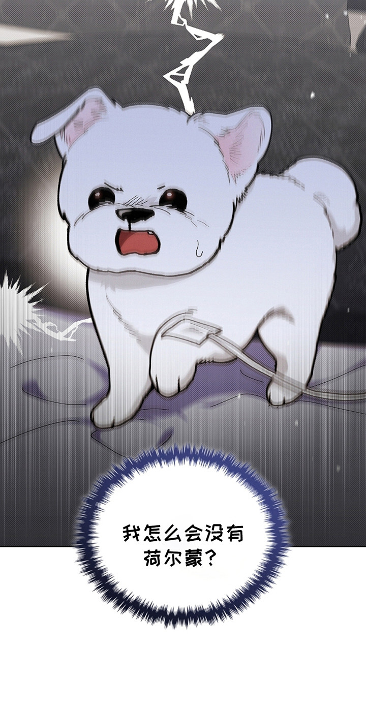 小白狗奇遇记动漫大结局漫画,第10章：治疗1图