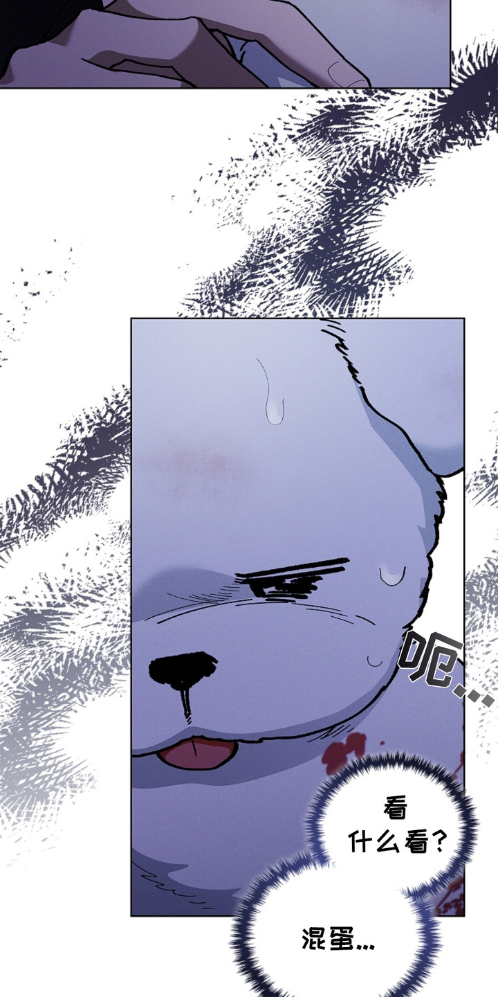 《小白狗奇遇记》剧情漫画,第9章：奄奄一息4图