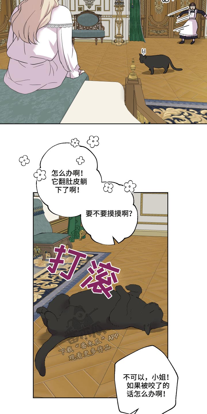 艾丽莎奇遇记三年级作文350字漫画,第29章：猫咪5图