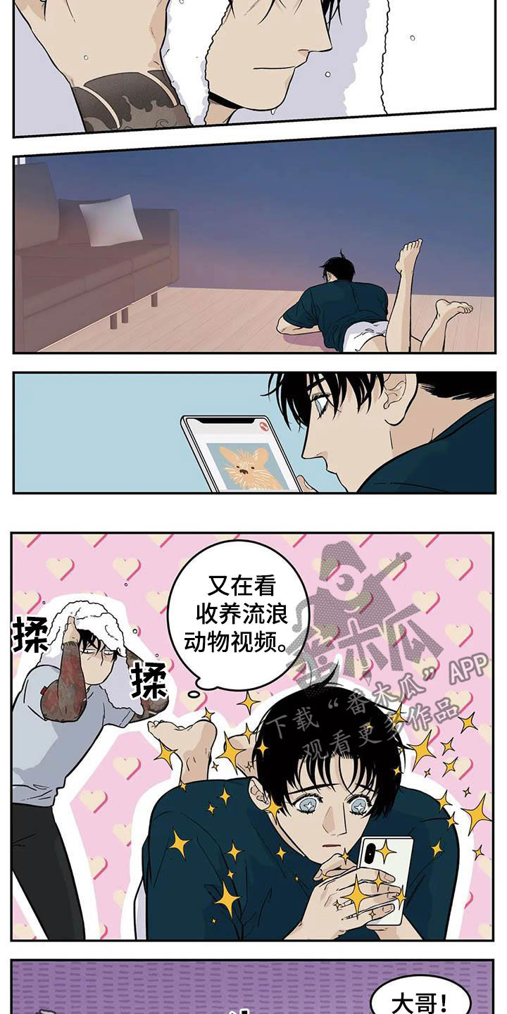 老大的打火机漫画,第81章：流浪动物2图