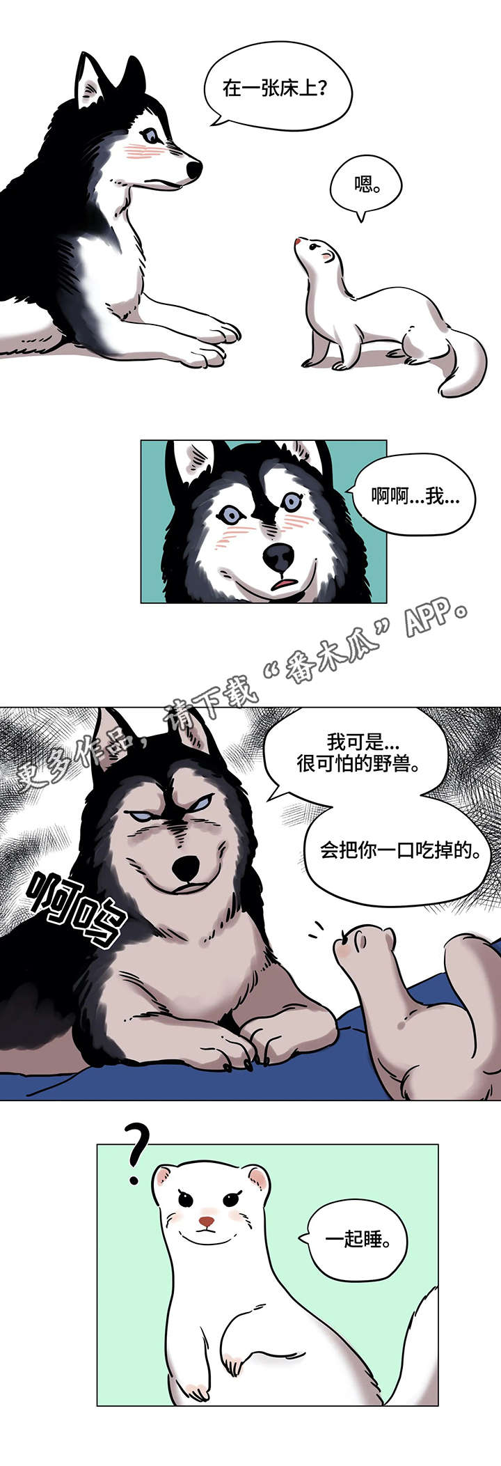 鸠占鹊巢漫画,第18章：厨艺2图
