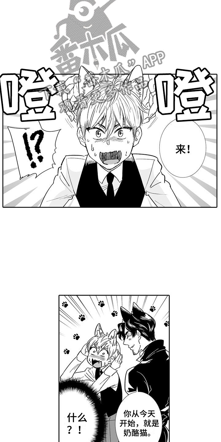 我的小奶猫漫画,第6章：奶酪猫2图