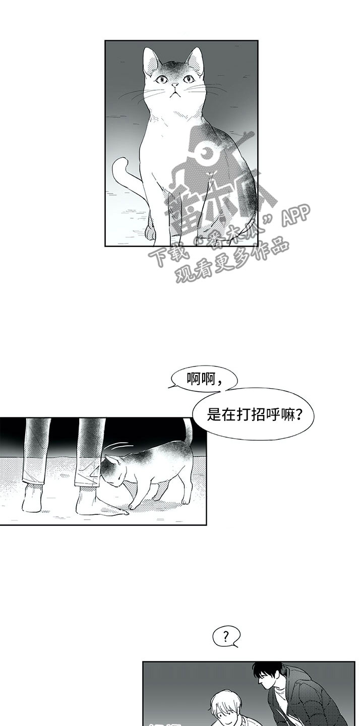 相恋49日漫画,第18章：猫咪4图