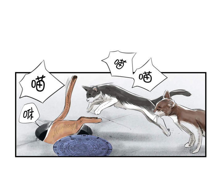 都市兽种漫画,第23章：属于兽种的战役5图