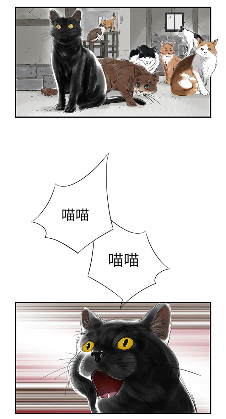 都市兽种漫画,第78章：刺杀行动3图