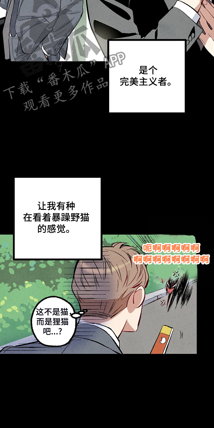 完美伴侣漫画,第76章：【第二季】像受伤的猫1图