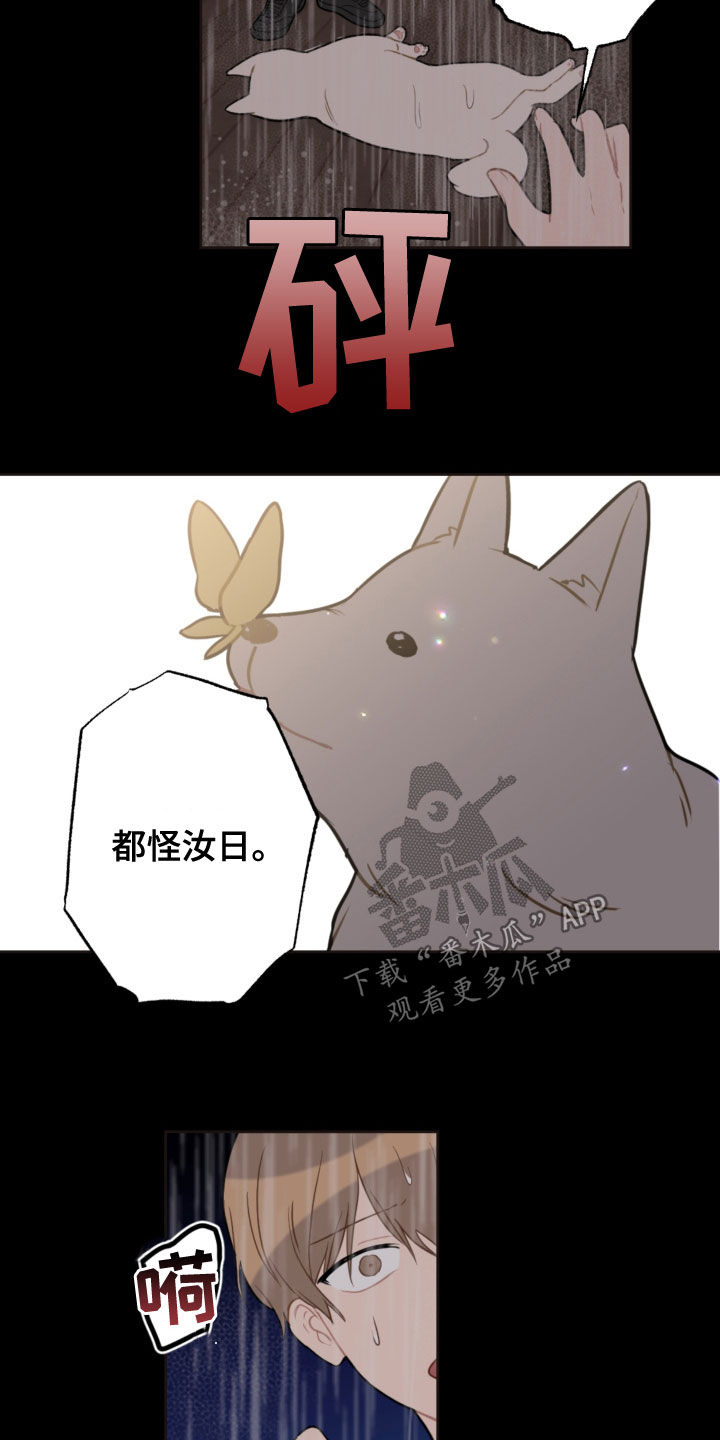 恋爱攻势漫画,第117章：救助狗狗3图