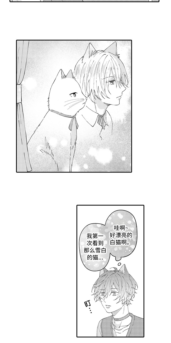 猫咪之家漫画,第22章：新家3图