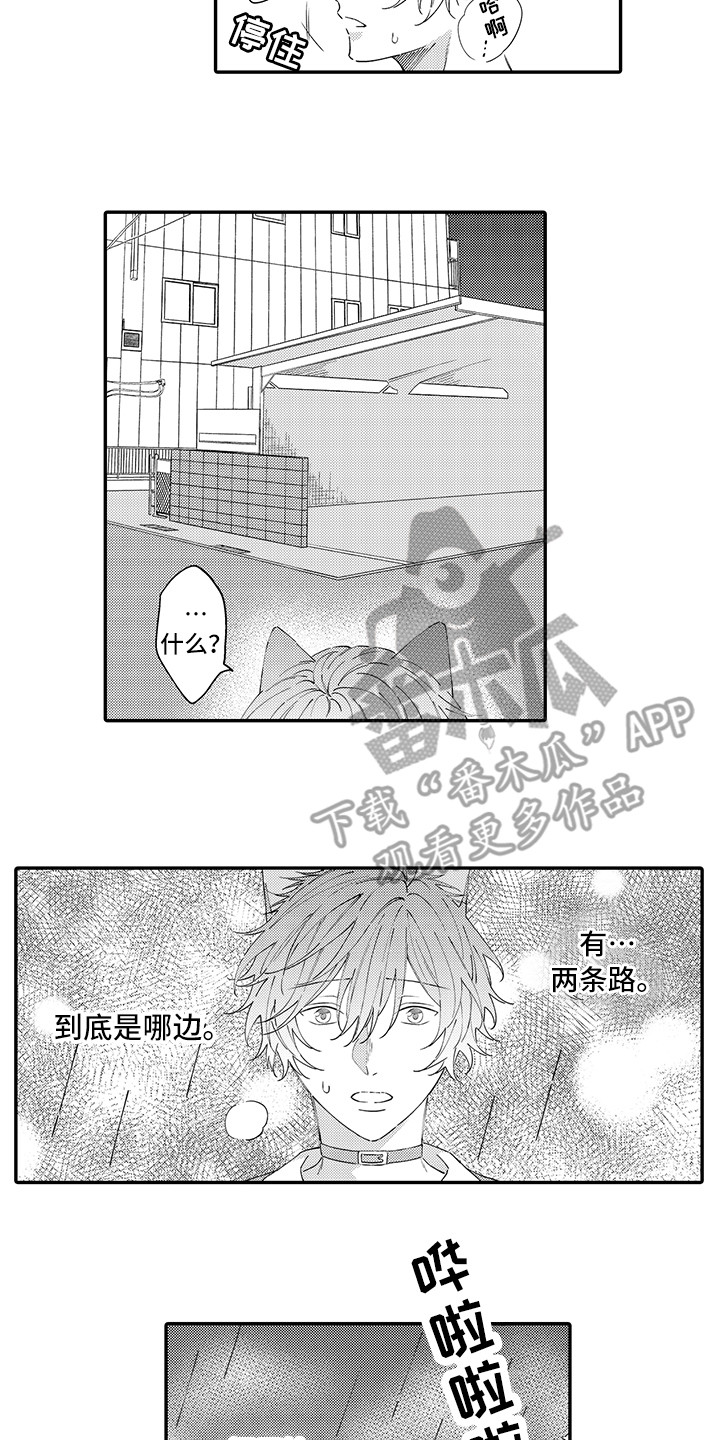 猫咪之家漫画,第19章：急切3图