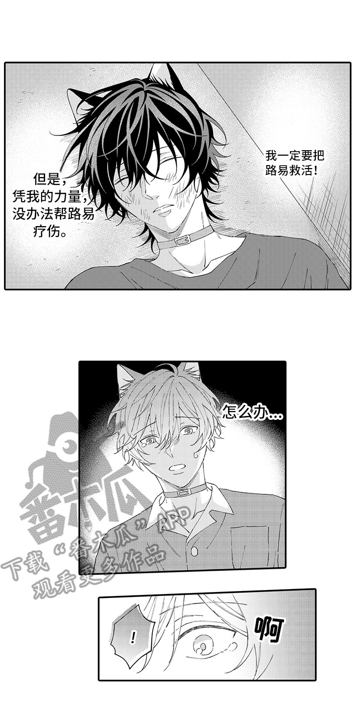 猫咪之家漫画,第19章：急切1图