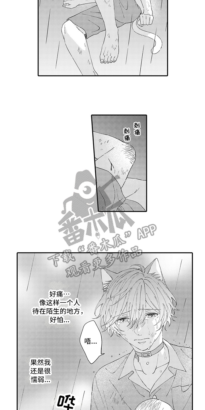 猫咪之家漫画,第19章：急切2图