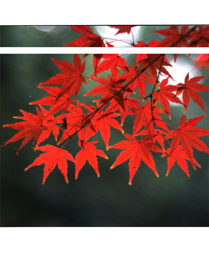 如果从没爱过你漫画,第55章：放弃她，你后悔么？3图