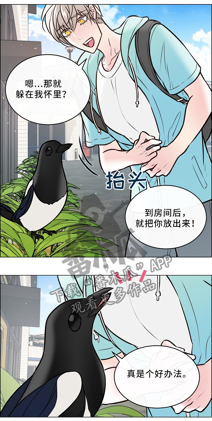 单身税漫画,第43章：喜鹊的秘密4图