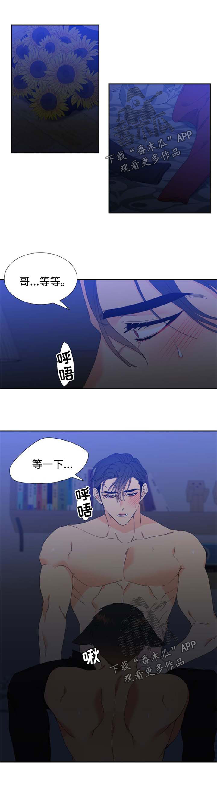 狼的香气漫画,第160章：【第二季】繁殖期的母狼1图
