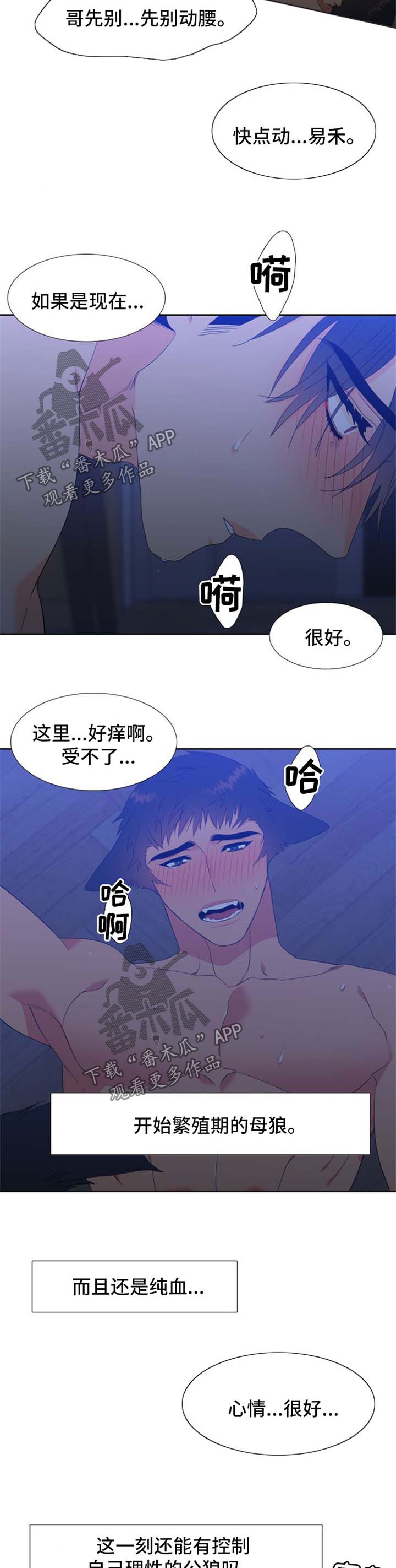 狼的香气漫画,第160章：【第二季】繁殖期的母狼1图