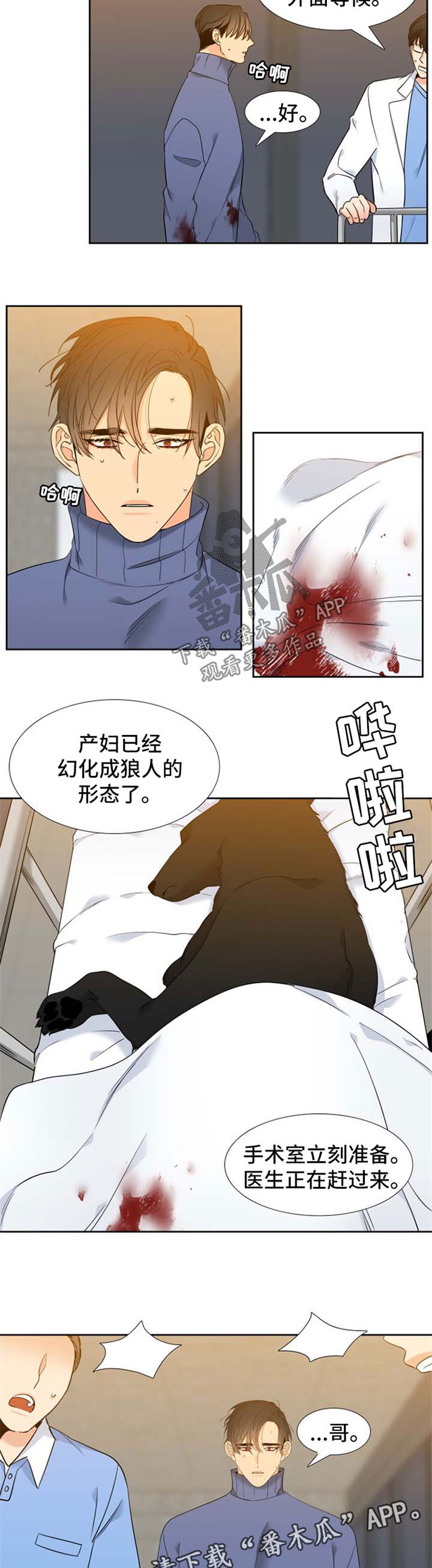 狼的香气漫画,第205章：【第二季】生产4图