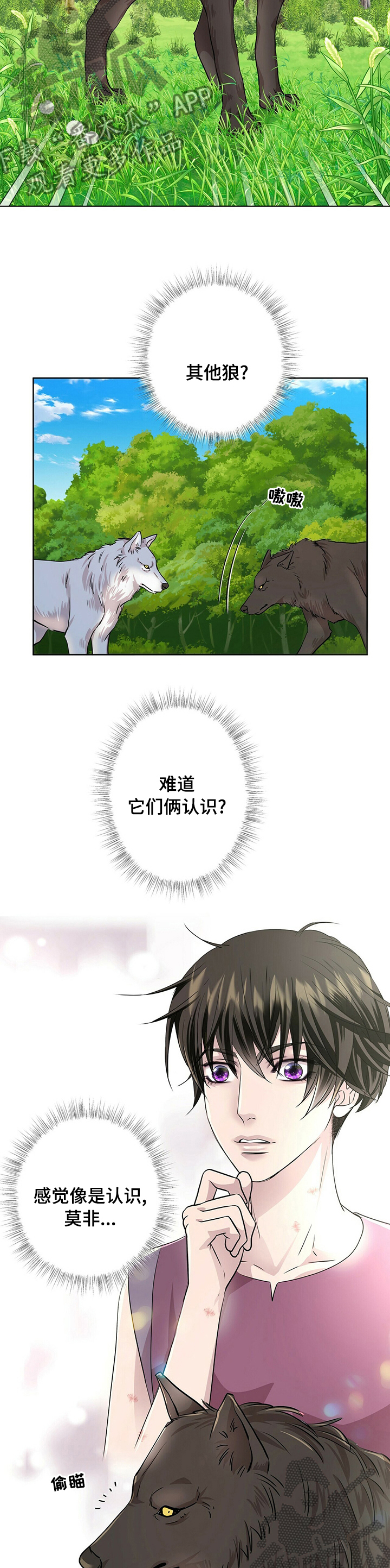 狼王子漫画,第99章：【第二季】其他狼1图