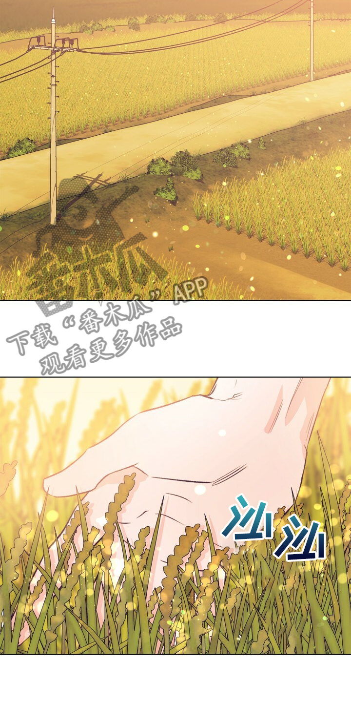 乡野旋律漫画,第141章：【第二季】金色的田野3图