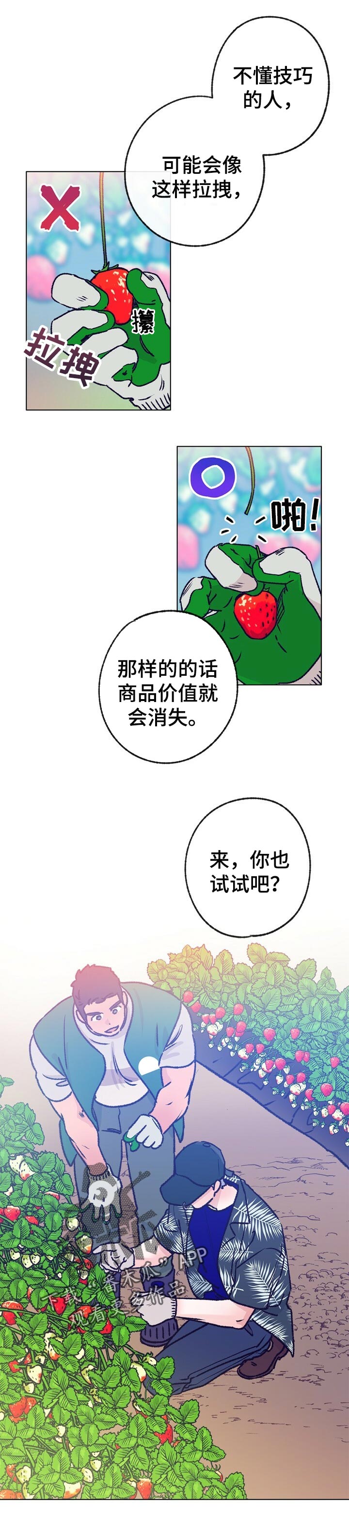 乡野旋律漫画,第64章：摘草莓1图