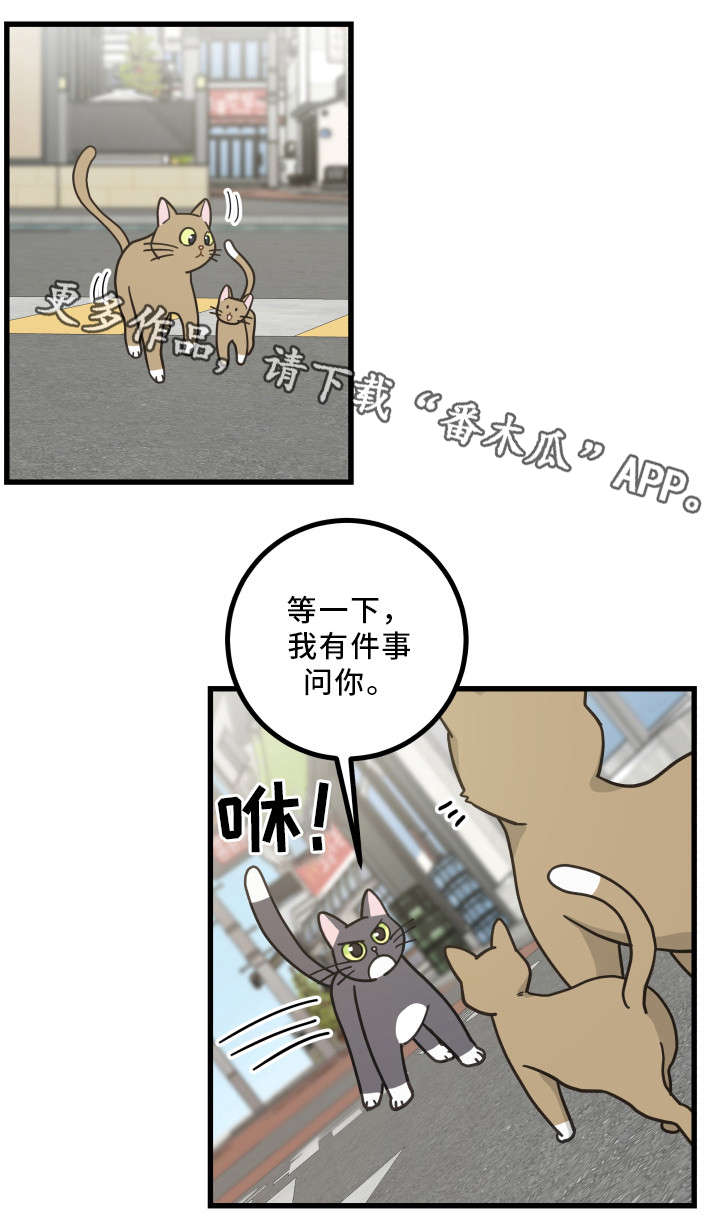 亲爱的喵君漫画,第32章：晕倒1图